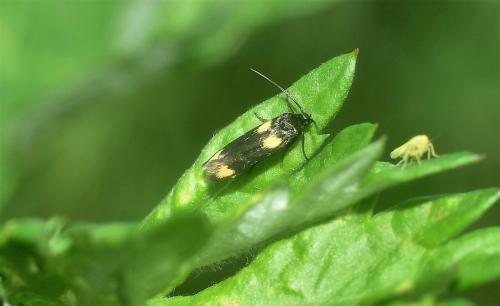 Scythris sinensis